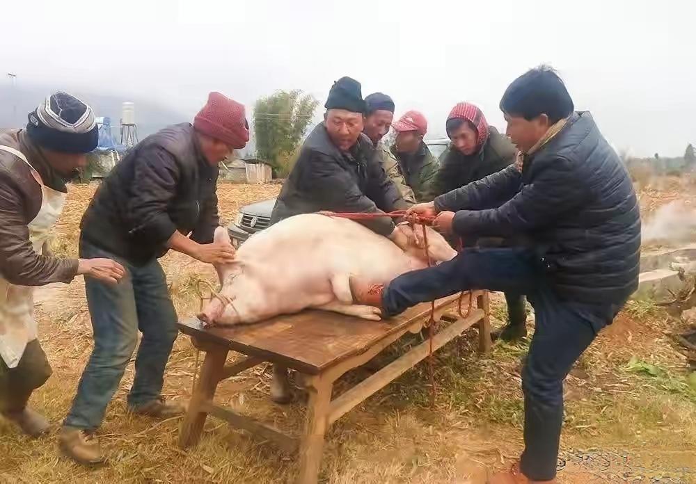 湖北一位农民老田怎么也想不到，自己家养了一年的猪，杀完卖给乡亲，最后换来一张10