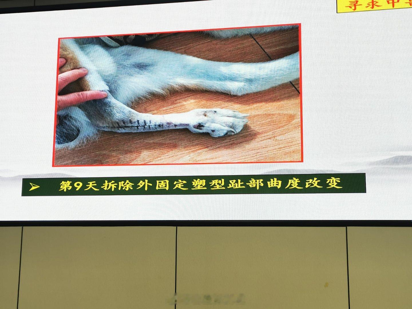 兽医陈满福中兽医学习记录。这次到南京学习到了很多的新技术，董君艳老师将传统一些针