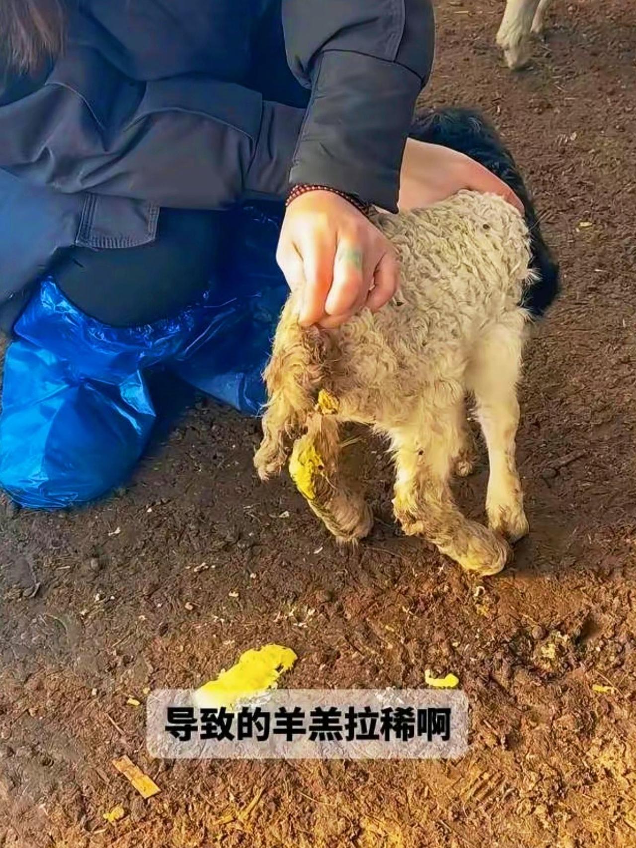 养羊人 牛羊养殖 农村养羊
