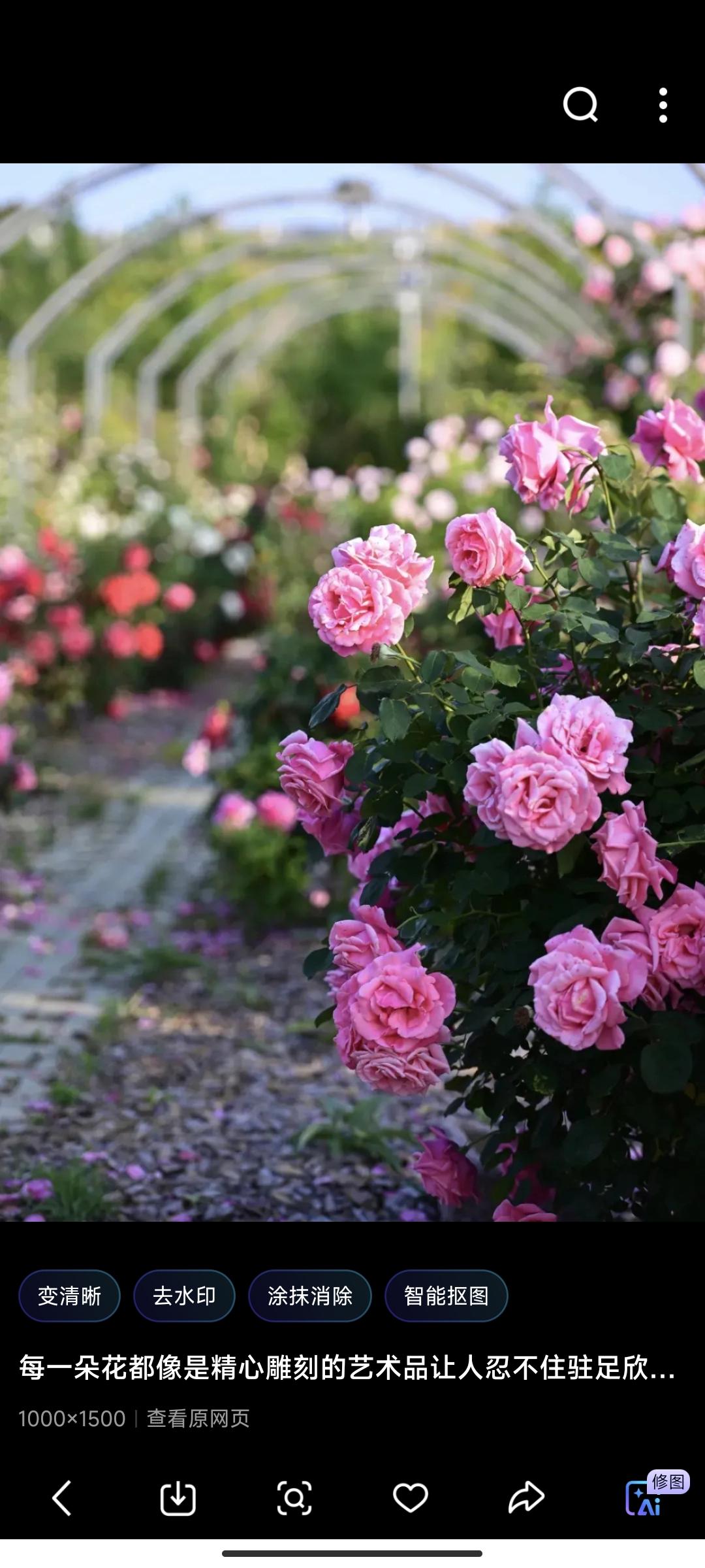 兰心雅韵醉花香。