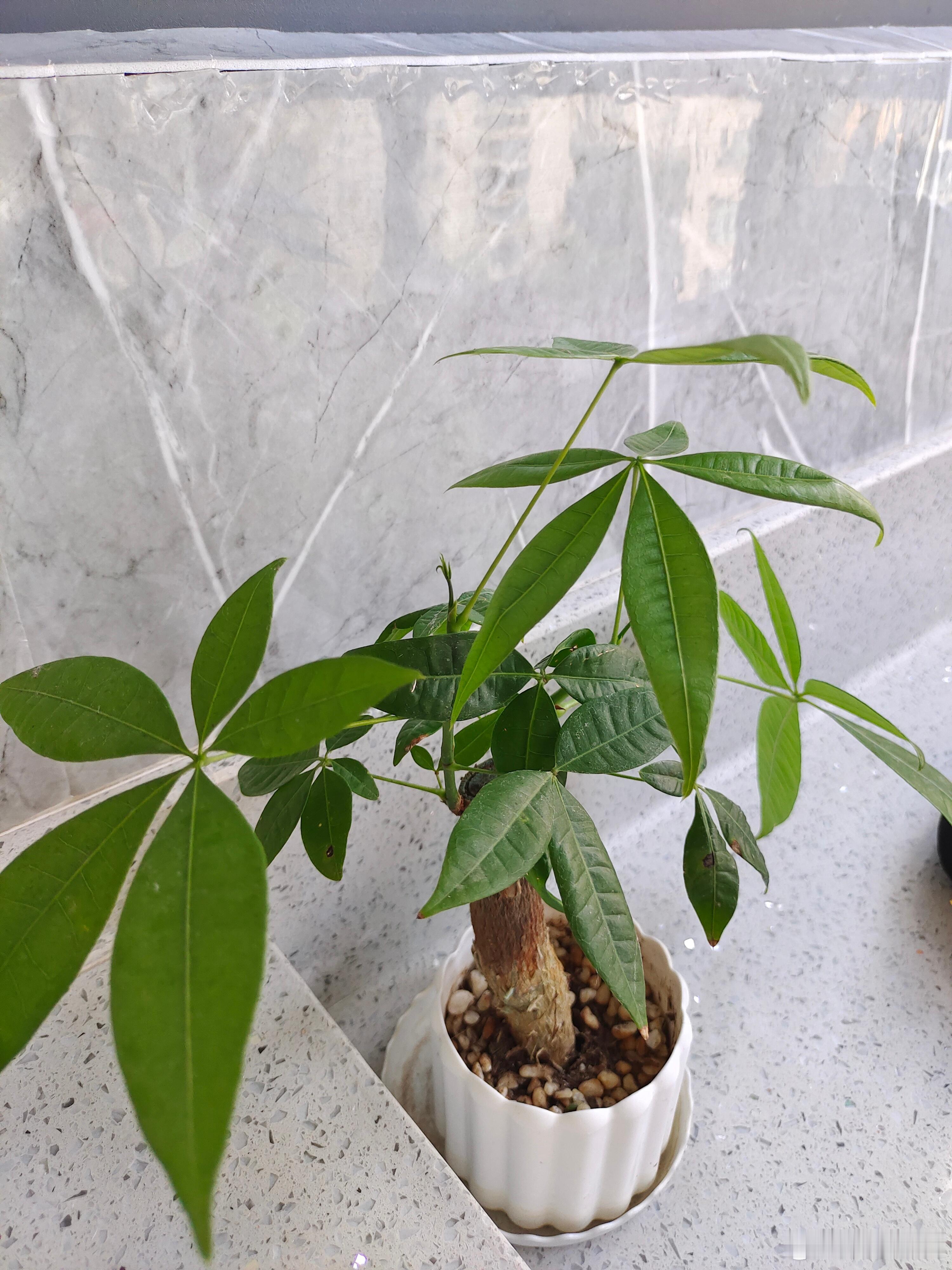 家里绿植基本没有，一树梨花压海棠 