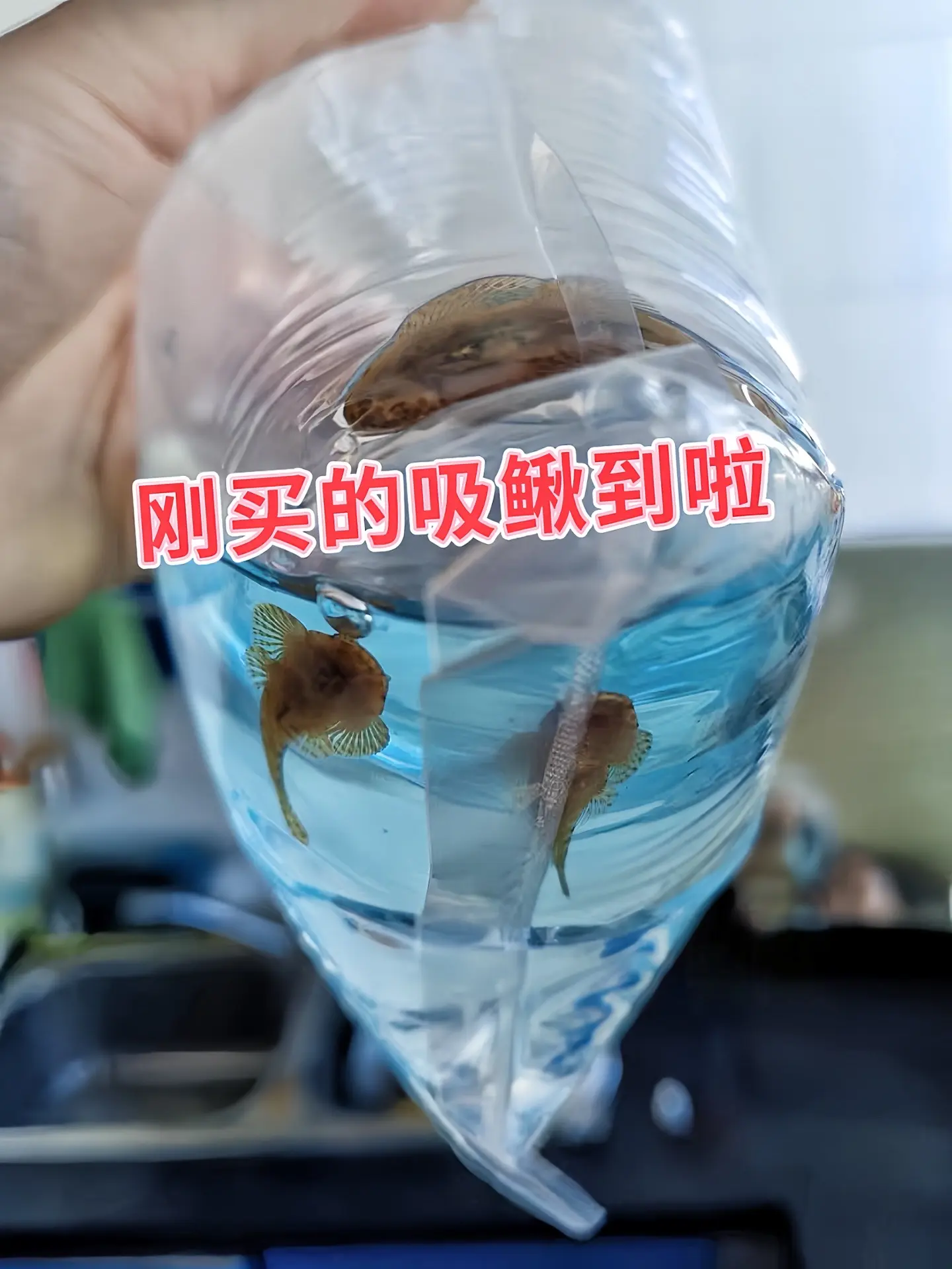 清洁鱼缸  • 清除藻类：原生吸鳅鱼以藻类为主要食物，如褐藻、绿藻等...