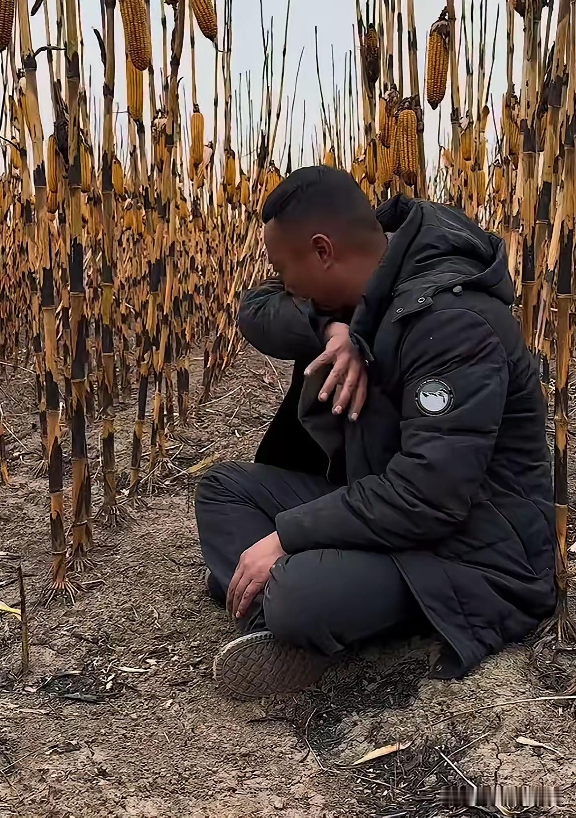 黑龙江“土地王”刘辉盘腿坐在玉米地里哭了起来！伤心的说道：挖坑给我埋上得了呗，我