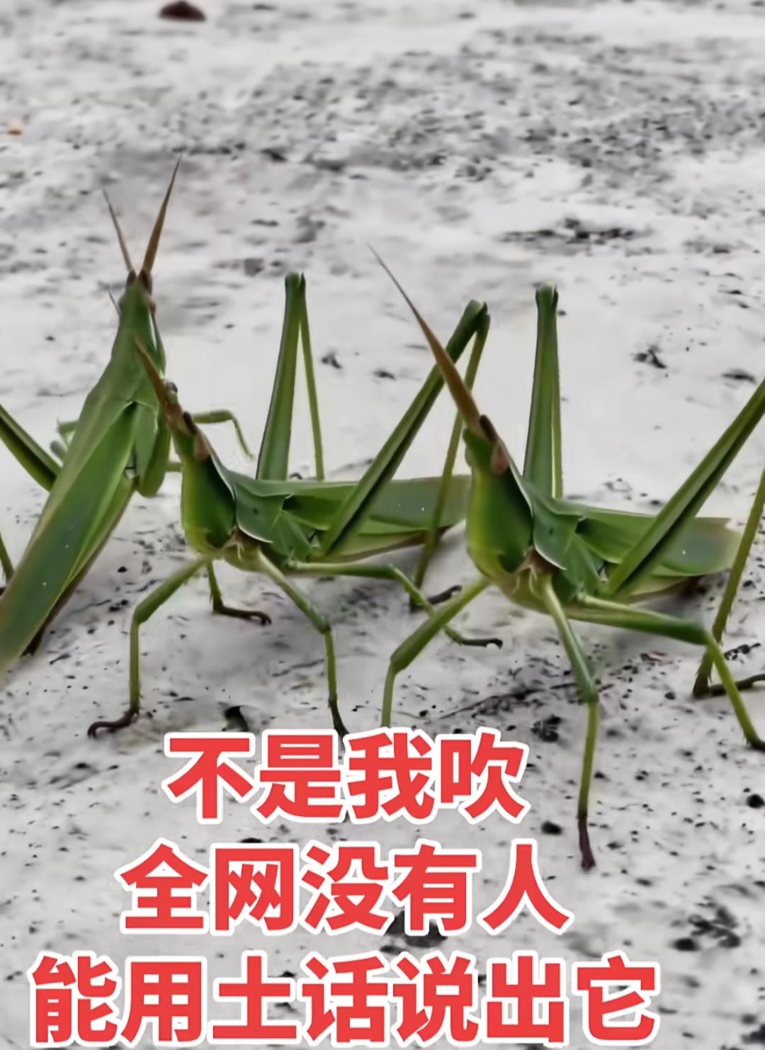 两只什么？，用你的家乡话怎么叫它？为了100个年轻人都说不知道。七零后见的最多吧