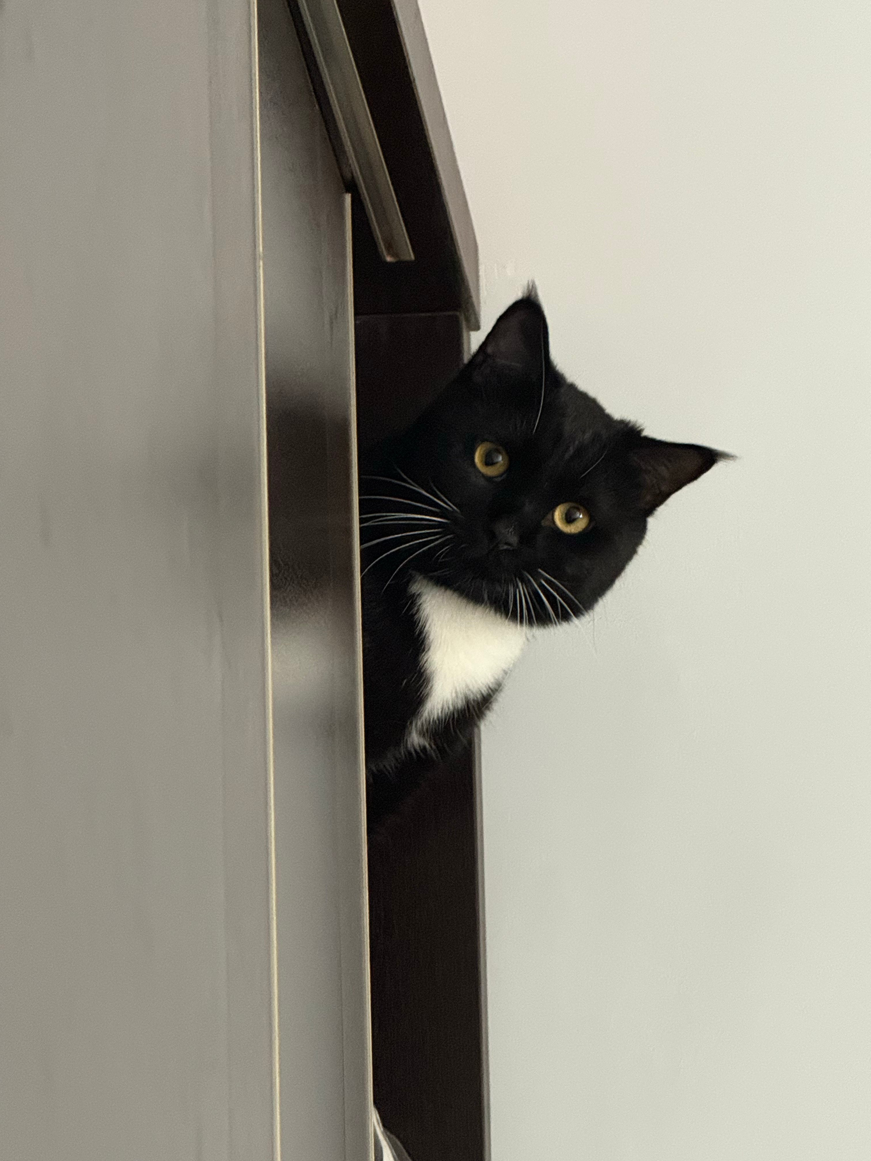 我养的是猫！但是这张脸看起来真的很像藏狐