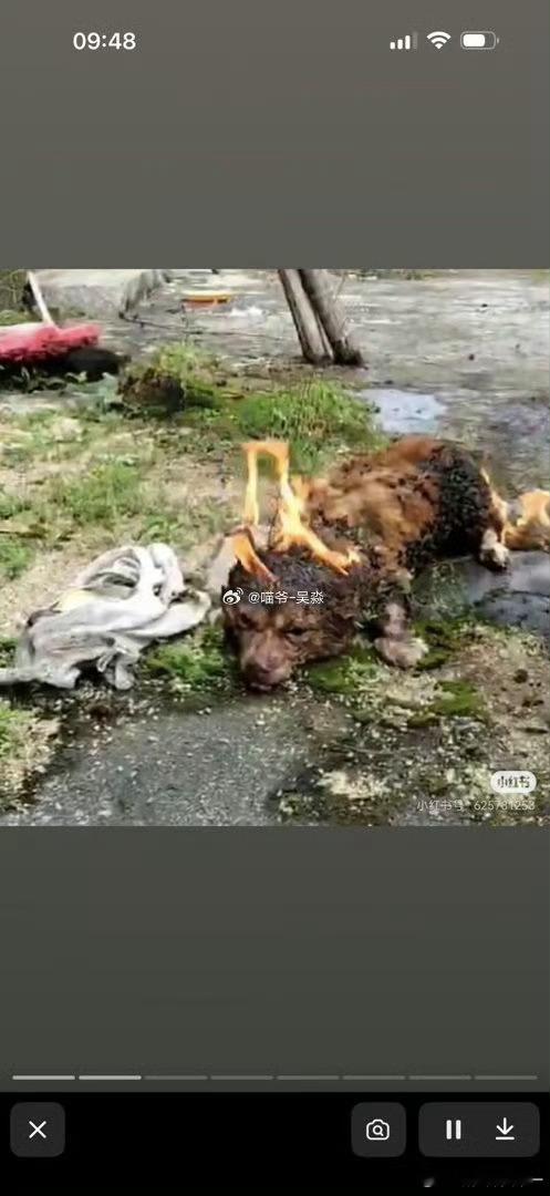 揭阳未成年残忍虐杀狗妈妈一家视频看哭了狗妈妈被活活烧死，一窝幼犬被活活打死……太