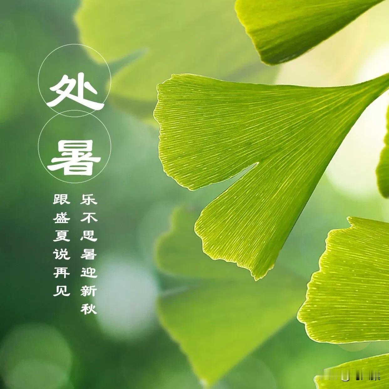 【十楼杂记】处暑
暑气渐消天转凉，西风暗度小轩窗。
阶前梧叶惊秋意，一枕新凉一枕