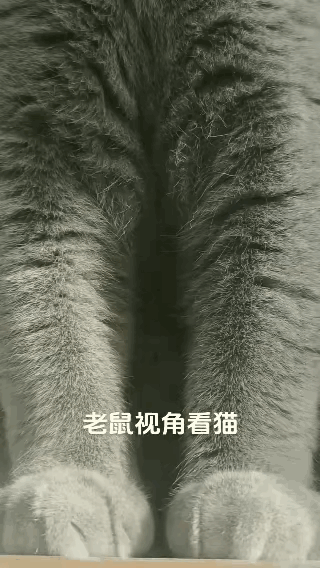 老鼠视角看猫：瞳孔地震！呼吸停滞！全世界只剩这尊天敌，跑都迈不开腿！