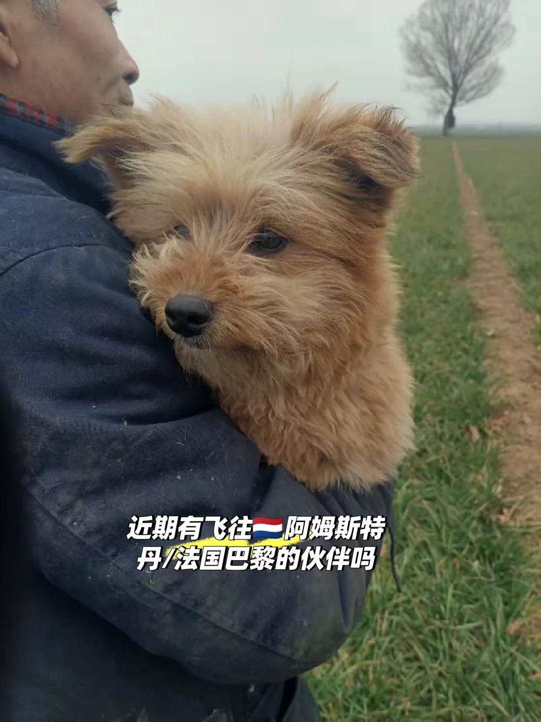 寻找🇳🇱阿姆斯特丹的飞行志愿者🥺