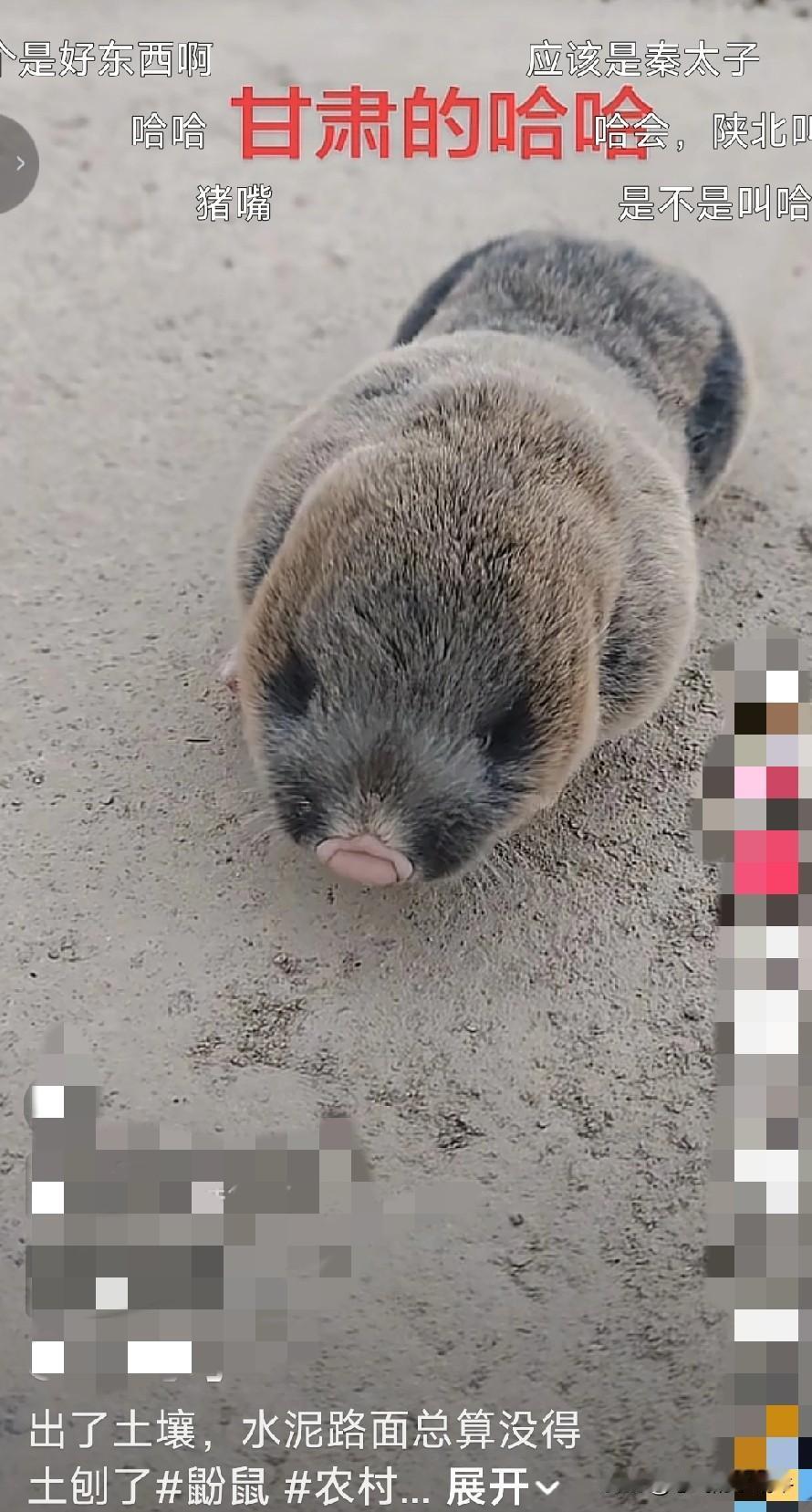 蛤蛤，我老家的方言，跟老鼠一样惹人讨厌，但是比老鼠破坏力强，在土里啃食种植的农作