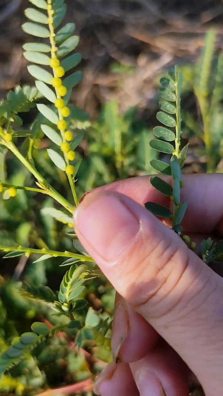 龙吐珠。
野外遇到这种植物可别不认识，它就是龙吐珠，学名腋下珠。叶子下面长着一个
