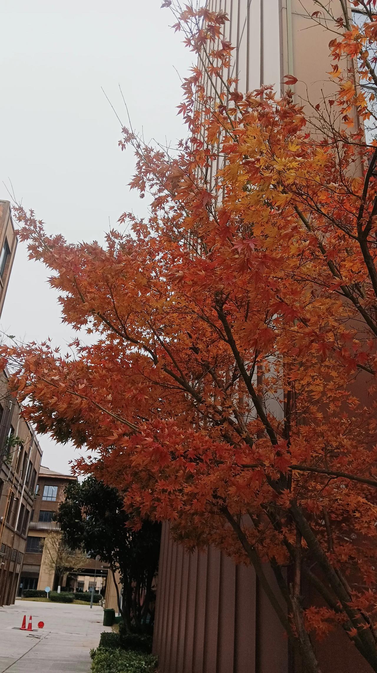 早晨上班，看到办公楼旁枫树的红叶正被这初冬的大风推过来搡去，如一面猎猎飘场的红旗