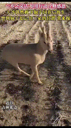 狍子报恩！认养一年后，放生常来串门
 吉林延边这位大爷，一年前他捡到一只骨折的小