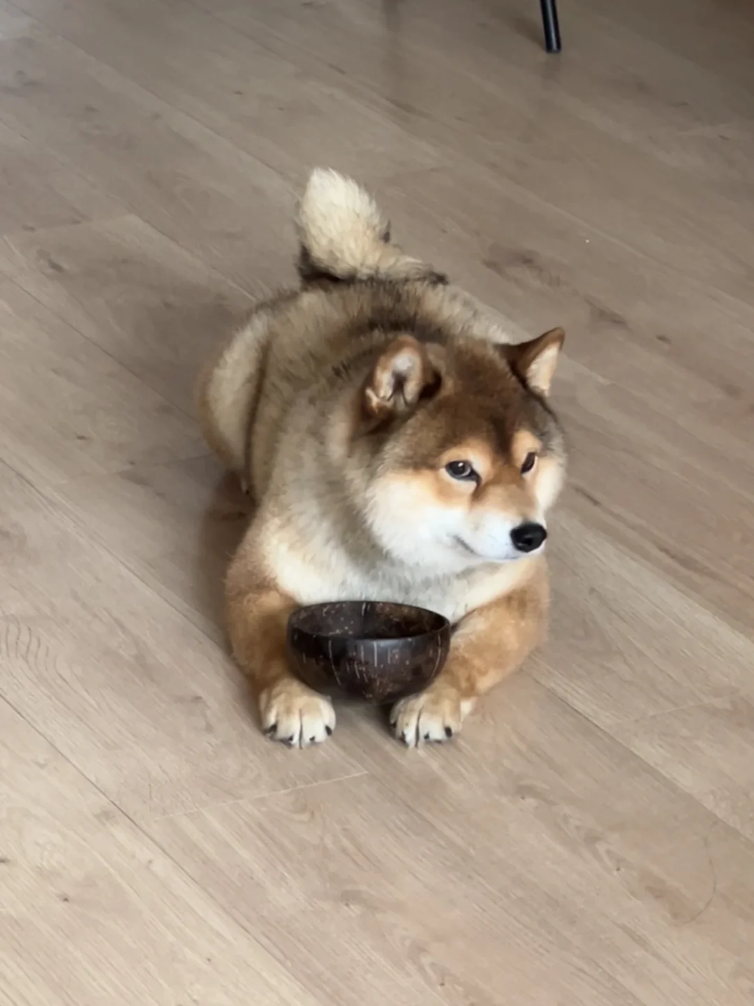 不矫情不做作不机灵但贪吃