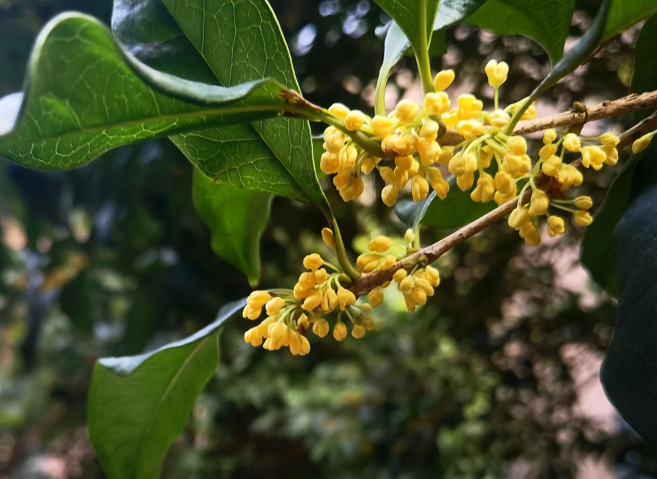 七绝·己巳寒露
寒露未闻丹桂香，
更无时菊傲霜黄。
归鸿声断云天外，
一枕清愁伴