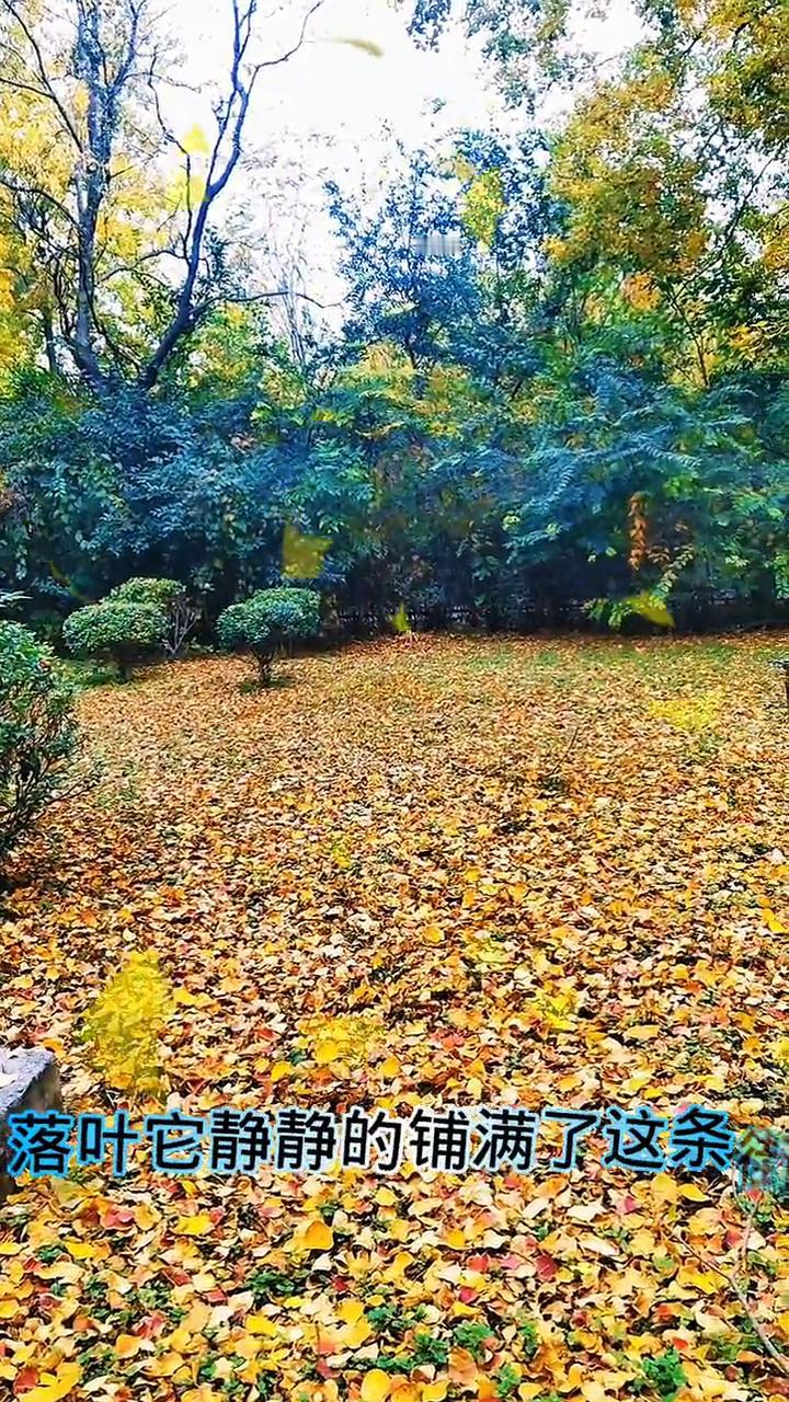 落叶它铺满了这条路。
落叶它静静的铺满了这条街，蓦然回首才发现人已到中年。往日的