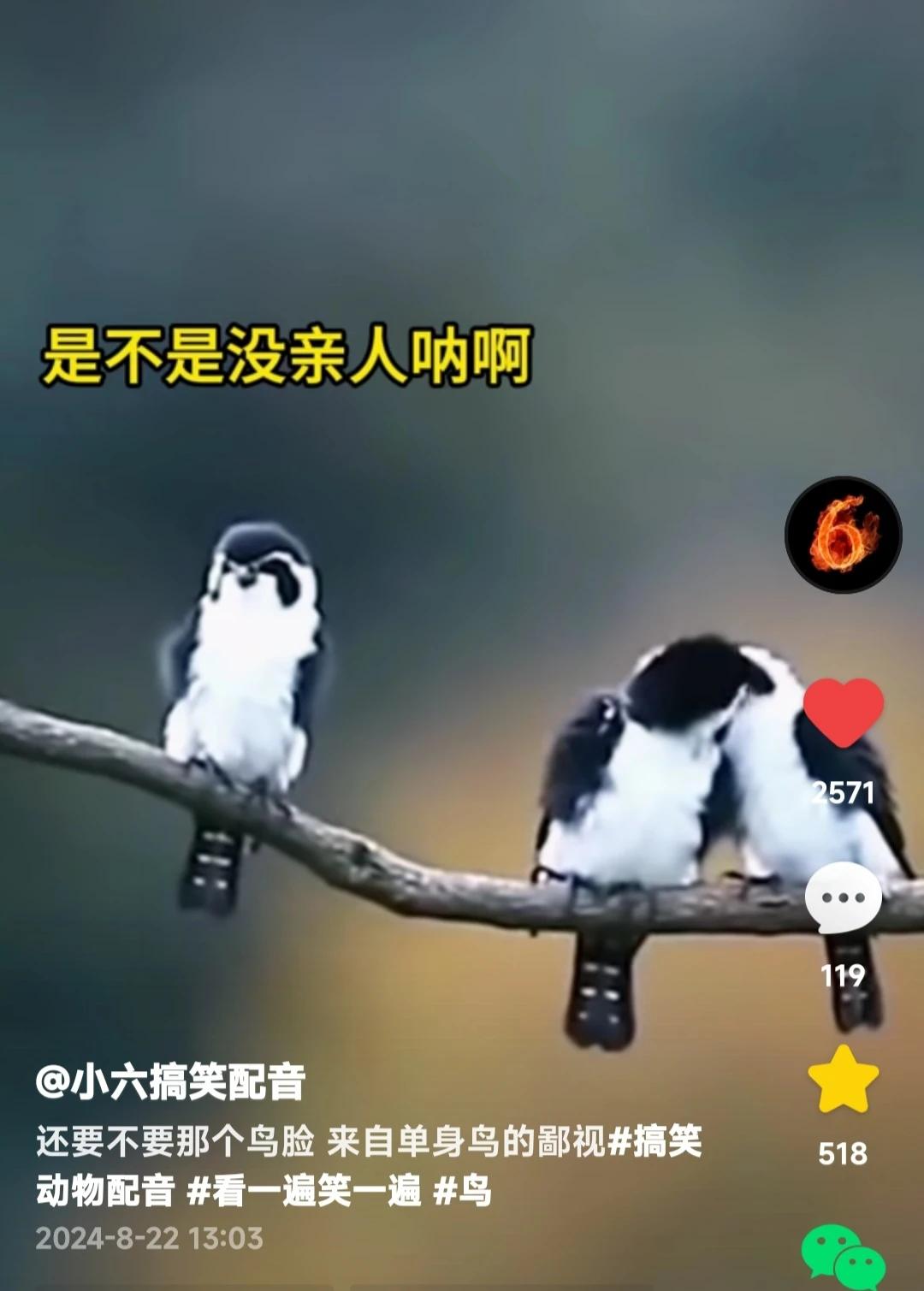 鸟伴侣窃窃私语——“它是不是没亲人啊？！”
碎嘴子——“这话忒扎心…”[泪奔]