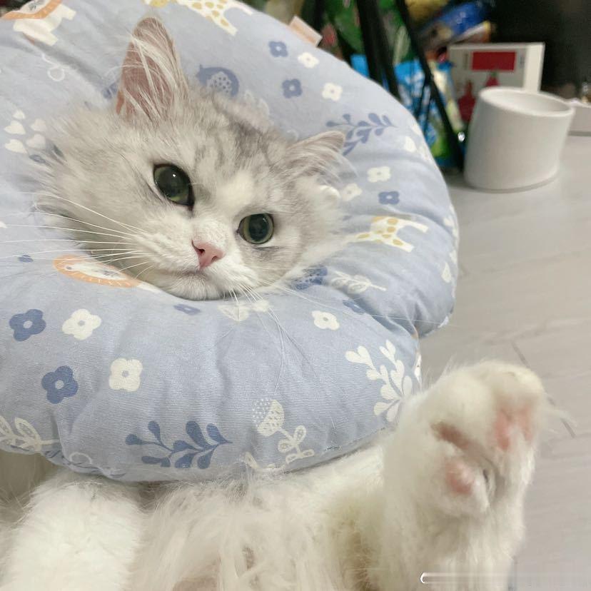 不丢可爱丢包小脚一翘😺 