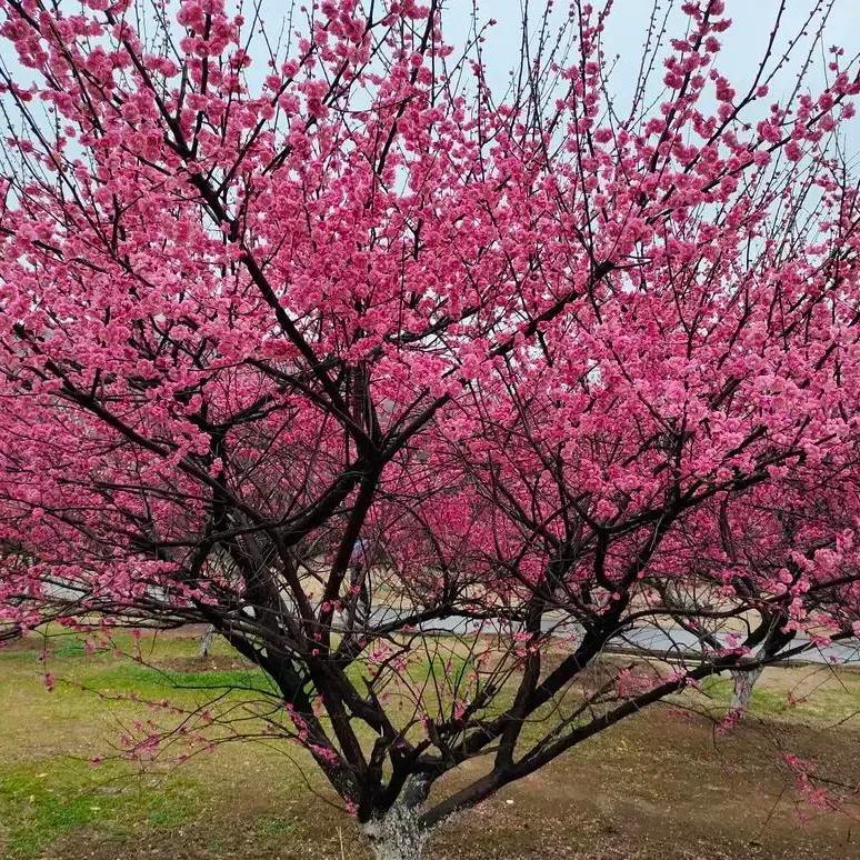 潇潇暮雨沐春分，
身背风筝去踏青；
顺便摘些青莱去，
来煮春芽孝双亲。