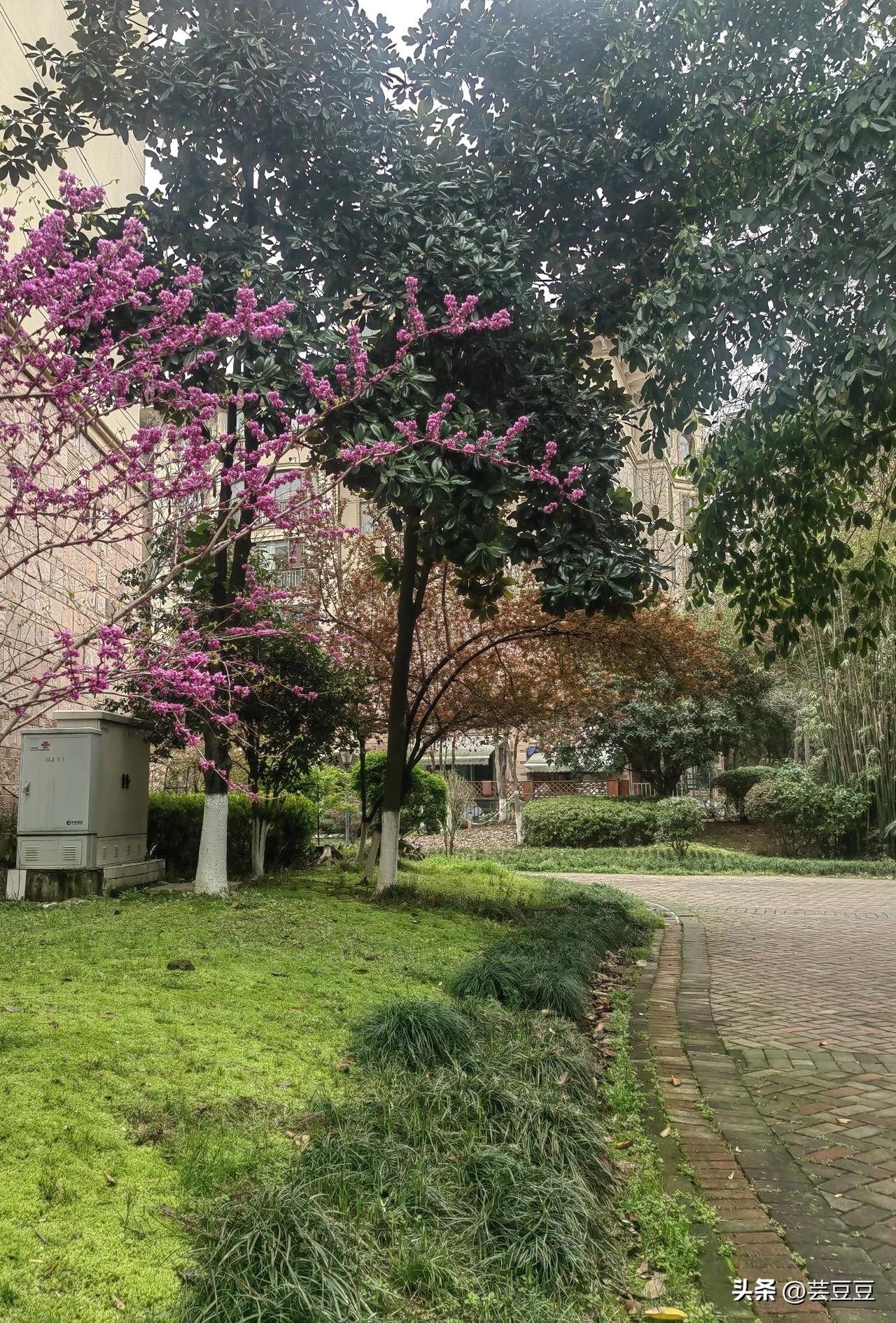 春天的小区像公园一样，每天早上在小区溜一圈，神清气爽，开启美好的一天！