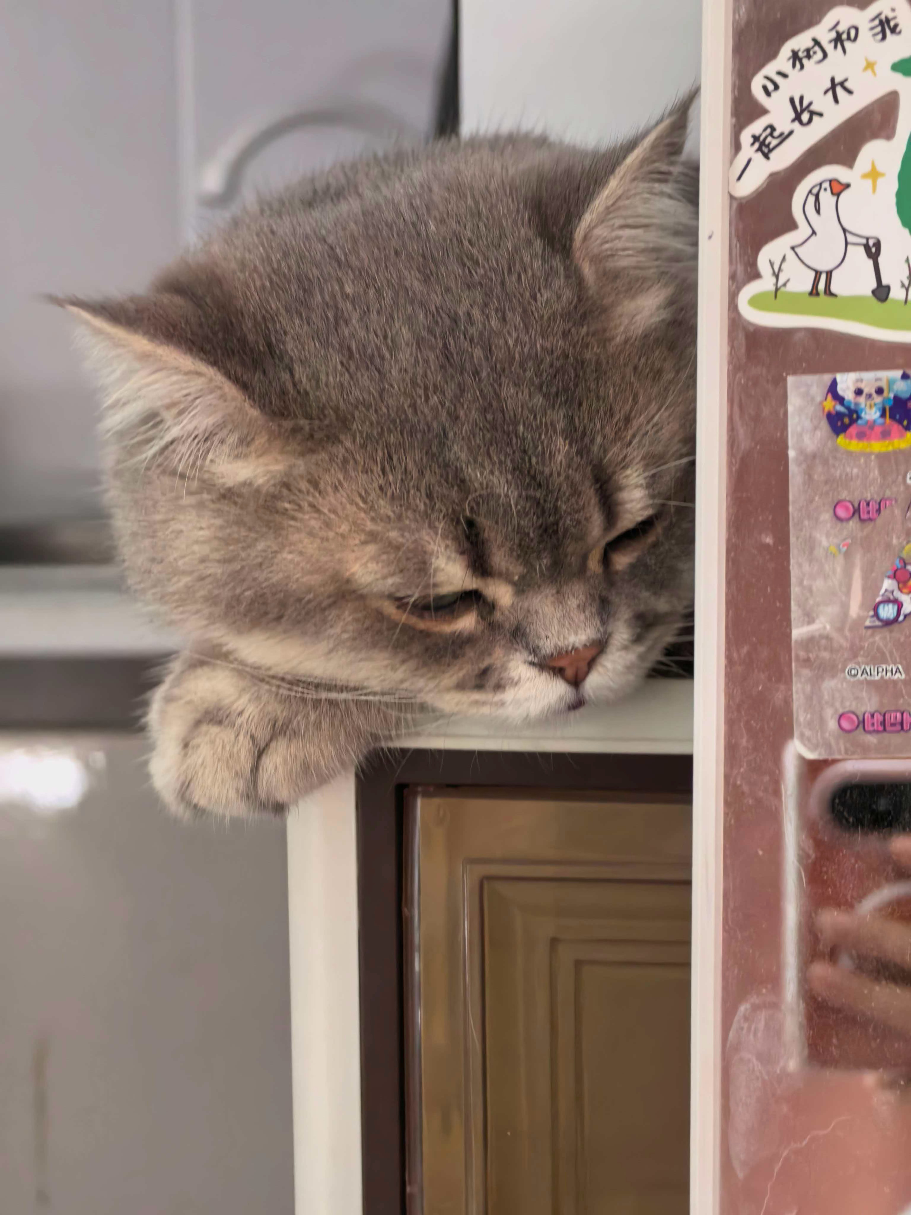 招财猫 ​​​