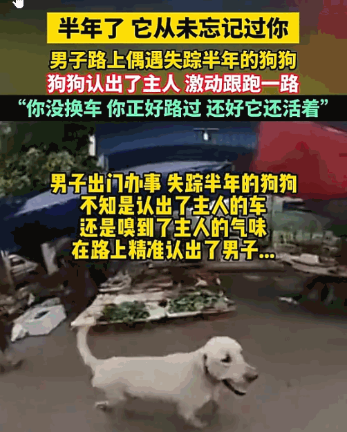 万万没想到！重庆，一男子开车时，被一只“流浪狗”疯狂追车，男子越看越不对劲，他停