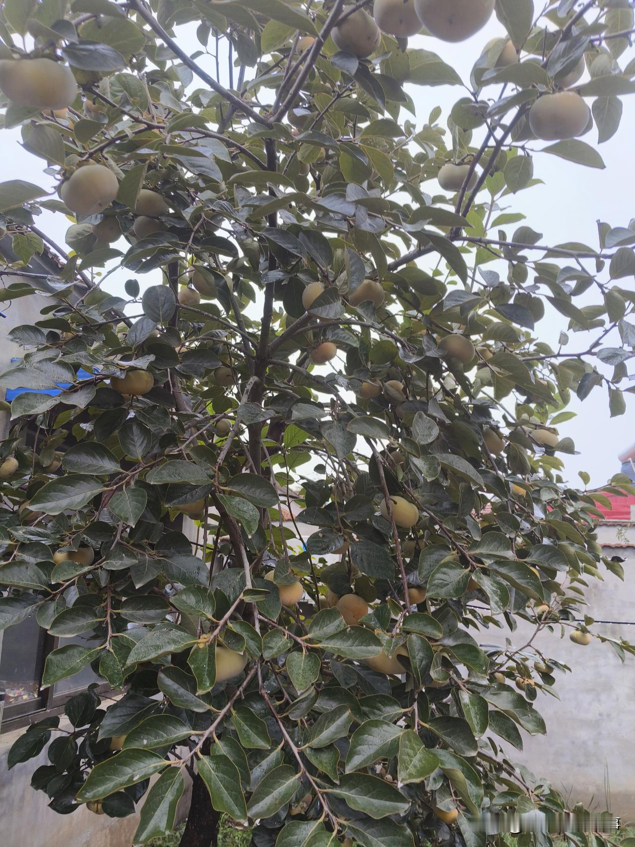 晒图笔记大赛 丰收的果园，挂满累累硕果，大自然的馈赠！🍎🍇🍒