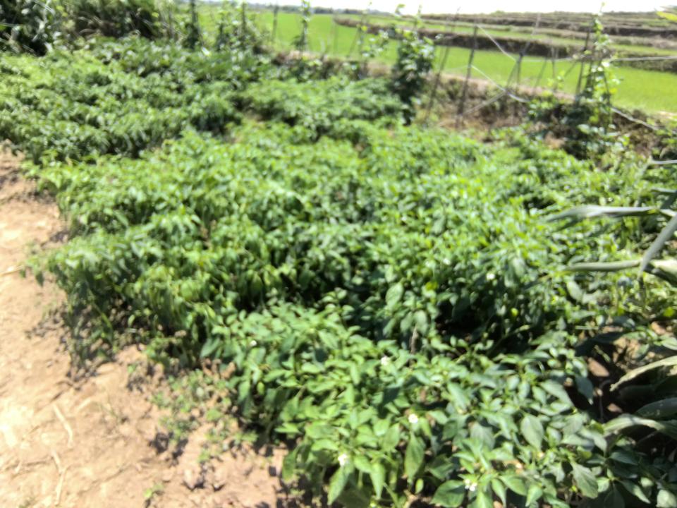 下船休假第一天

好不容易下船休假了，肯定要好好休息一下，天气太炎热了，本来不打