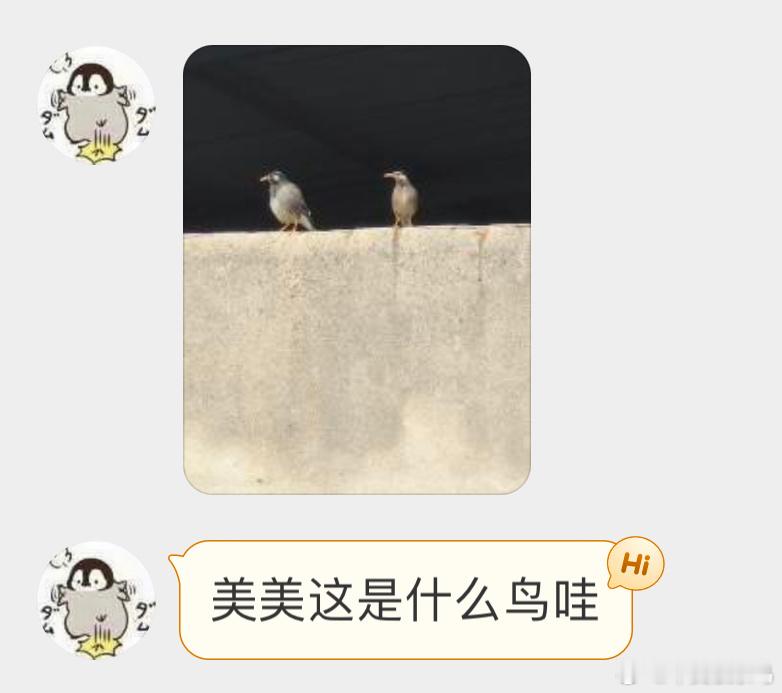 一胖一瘦的灰椋鸟 ​​​