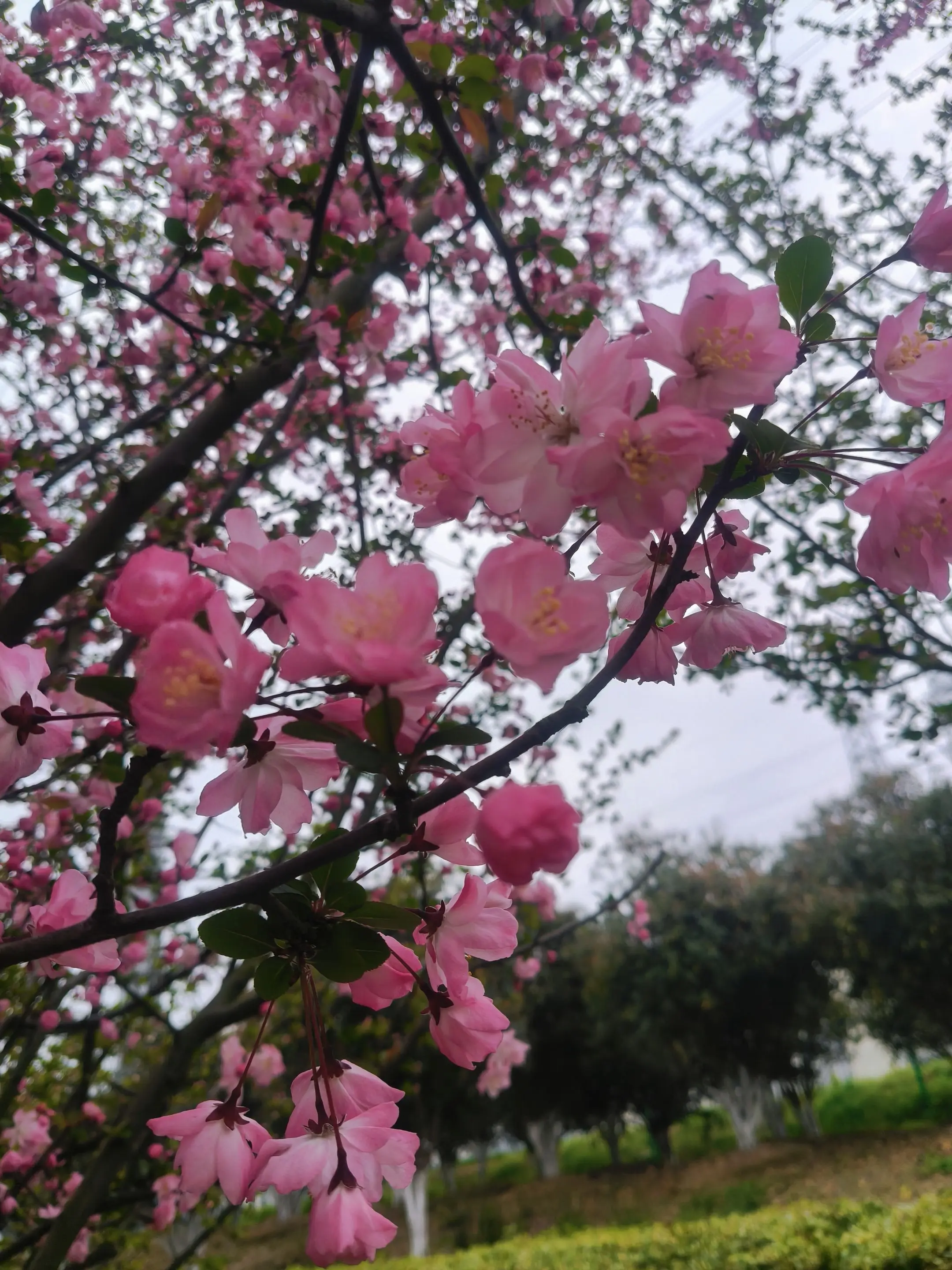 用1张照片证明你是花友 见一树花开