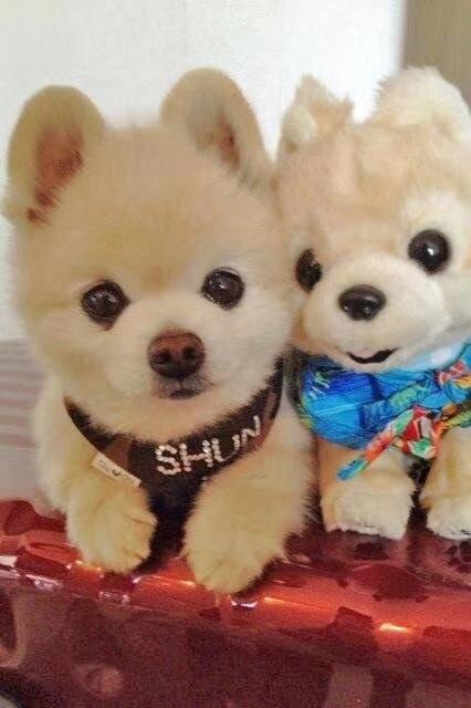 【来自投稿】网红狗狗俊介（2002-2017） 