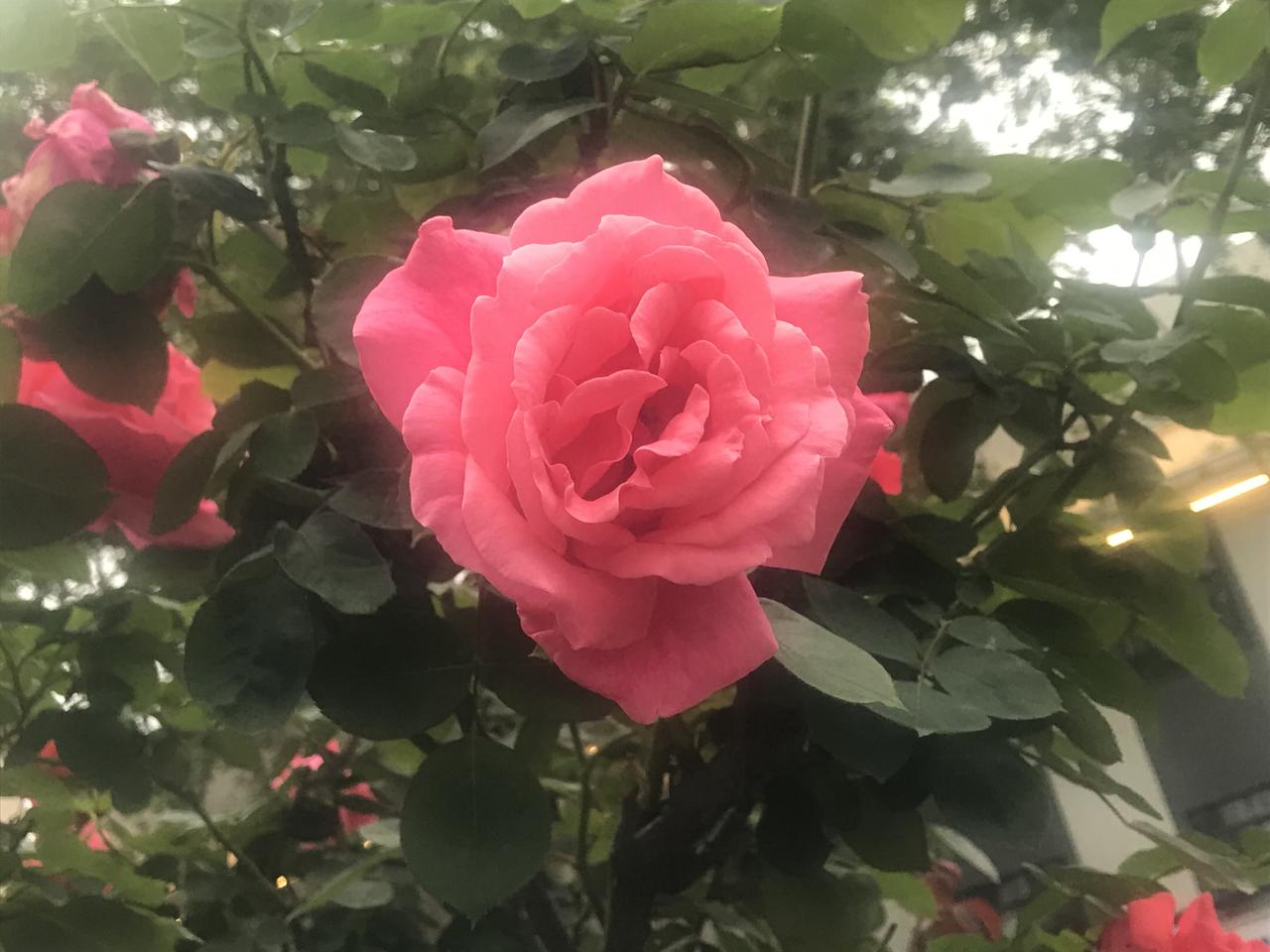 春花灿烂，玫瑰开得太惊艳了！一朵朵、一束束挂满枝头，街道边 道路两旁 像一群热情