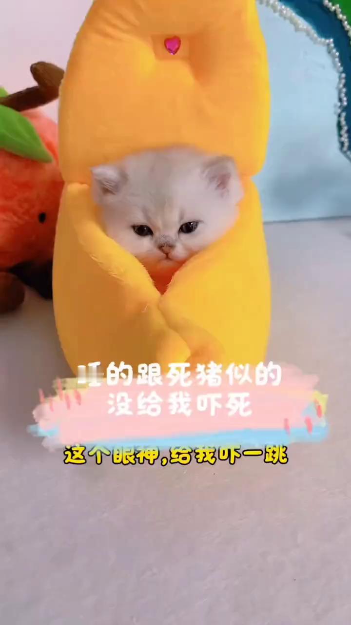 睡的跟死猪似的，没给我吓死。这个眼神给我吓一跳。有点愤怒，还有点困，又睡了。