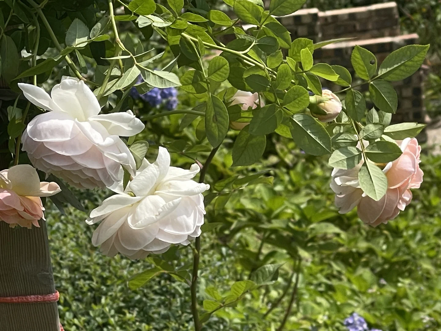 奥斯汀秋花