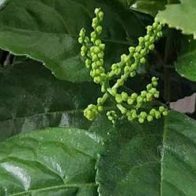 金粟兰种植方法1.土壤：腐叶土5份 + 珍珠岩2份 + 松鳞3份，微酸性疏松土，