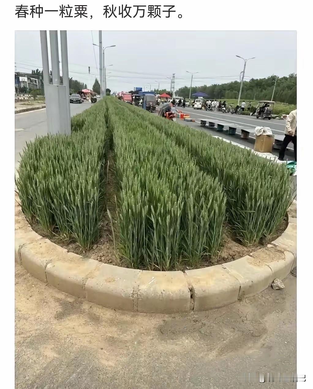 这是绿化带，按理说应该有人管的。