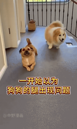 狗子也有鄙视链。
它自认为自个儿腿长，还笑话柯基腿短。
有句俗话说得好，“一只乌