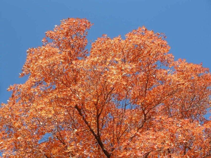 分享相册里最美的风景家乡的小山村的秋色也很艳丽吧！