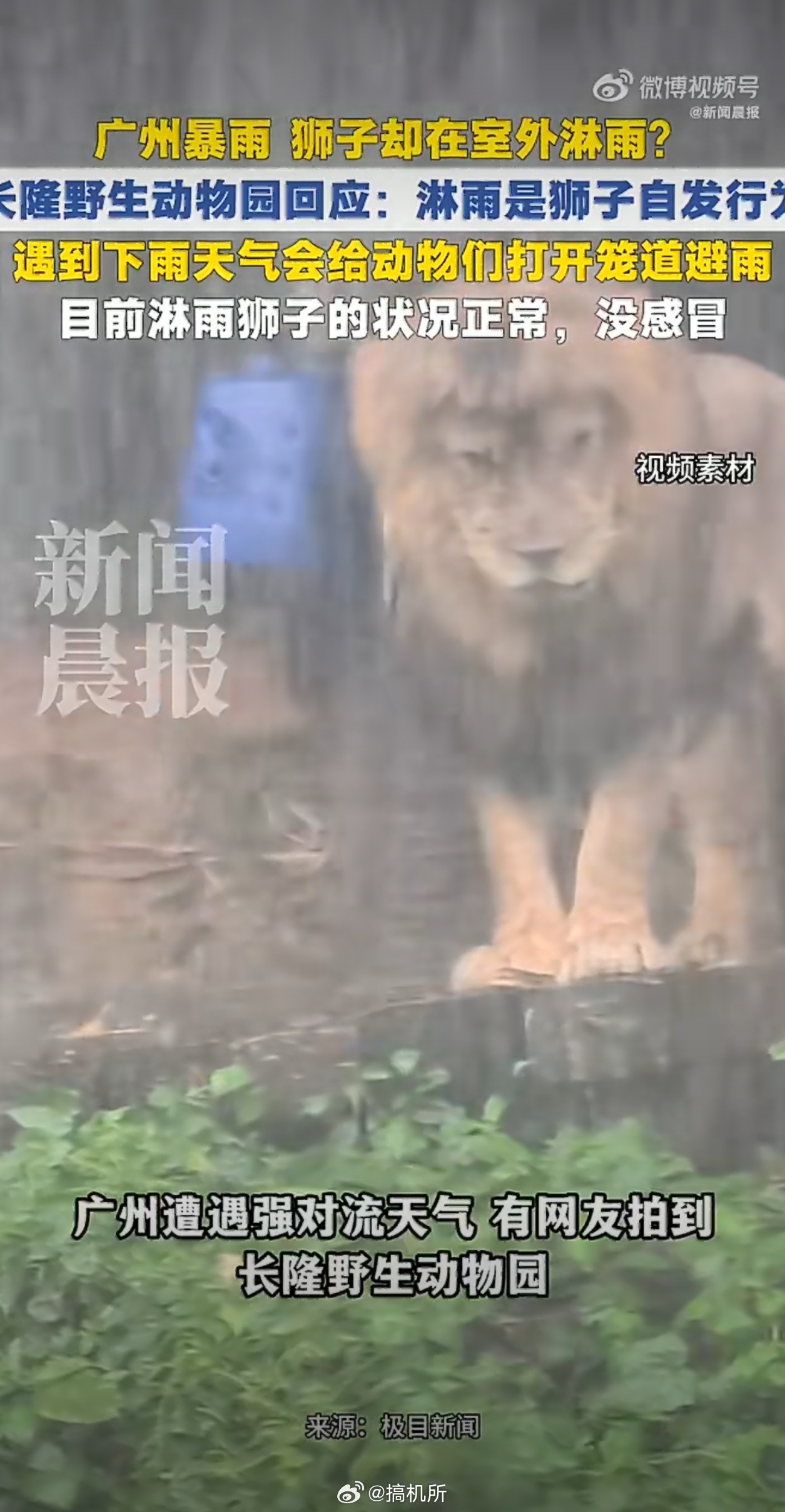 广州长隆回应狮子静坐淋雨广州长隆动物园应该是国内最好的动物园了，里面的动物都很有