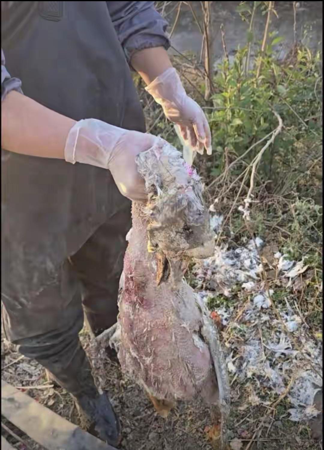 河南大鹅“鹅间蒸发”追凶大结局，真相居然是水草“作案”！花700元请挖机抽干水塘