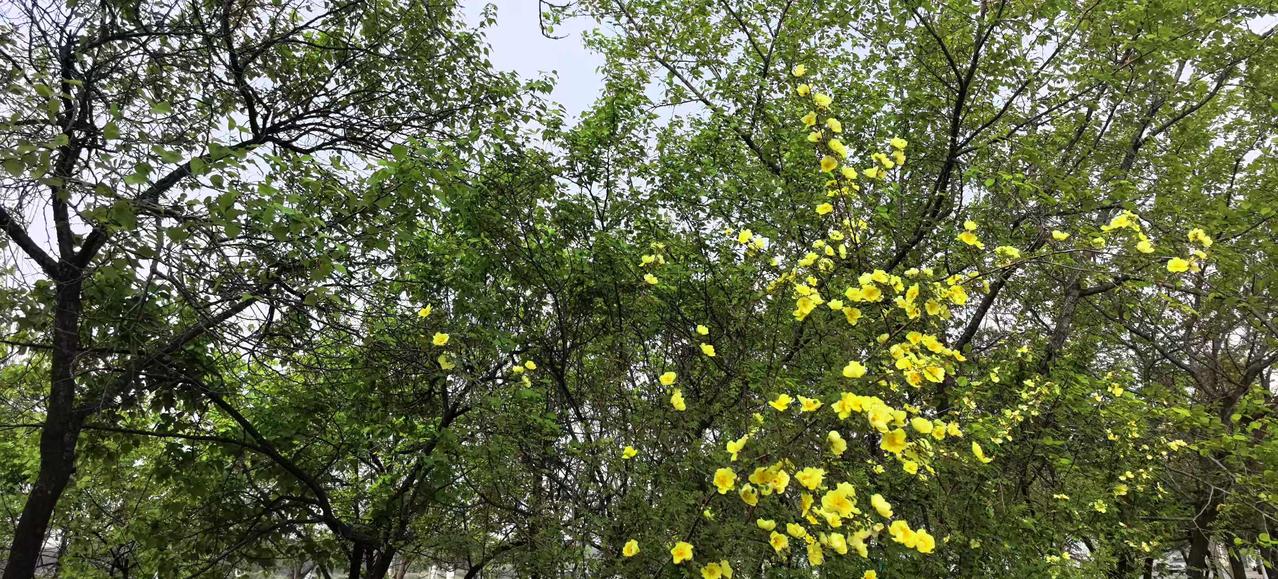 枝枝桃花笑春风
岁岁人面送温情