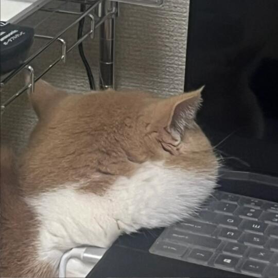 蜡笔小猫