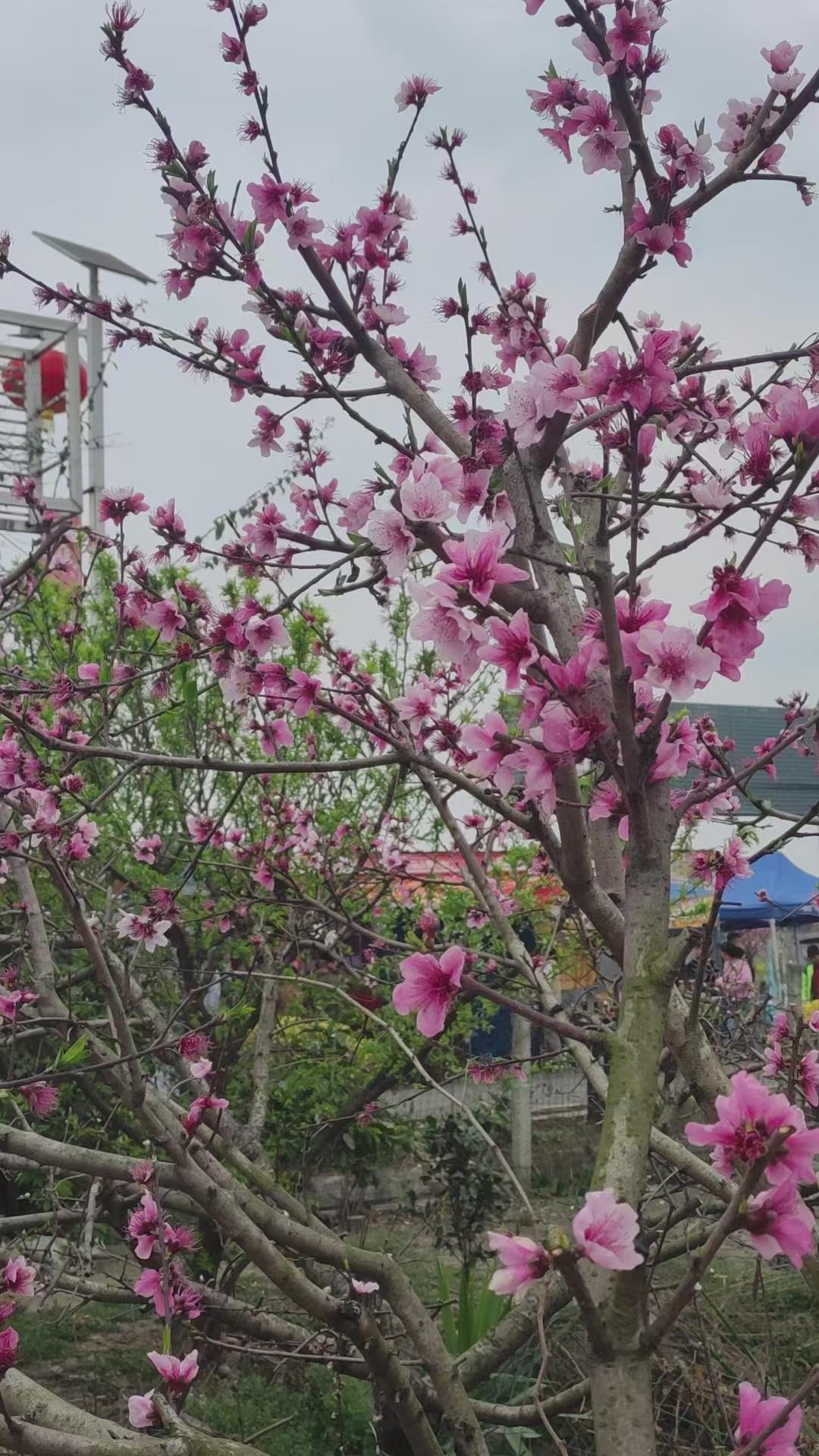 天南地北大拜年人面桃花相映红。人面不知何处去，桃花依旧笑春风。