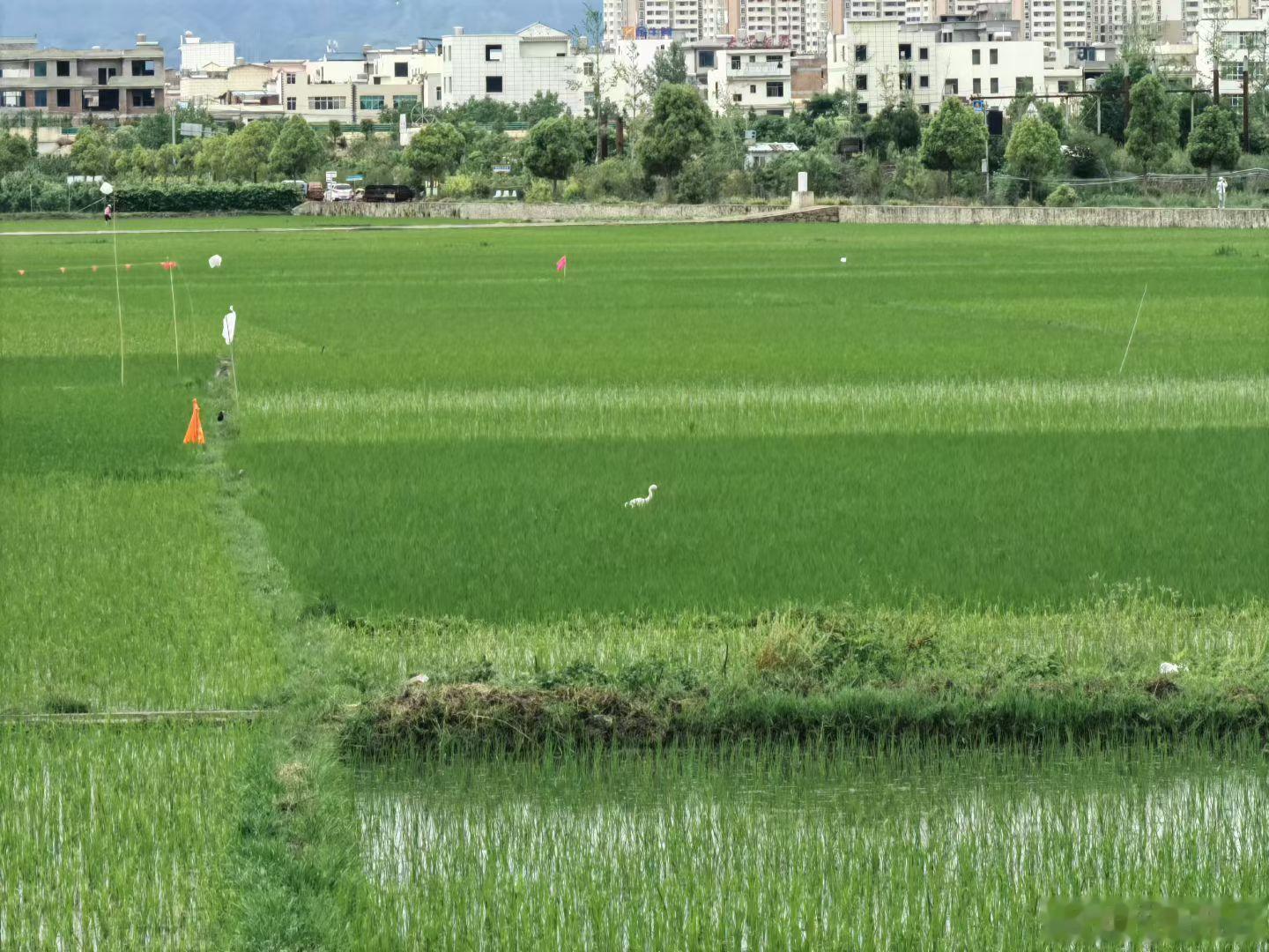 微博旅行ing盛夏追光之旅 真的太好看了。稻田里，有农民正在插秧，有人放风筝，有