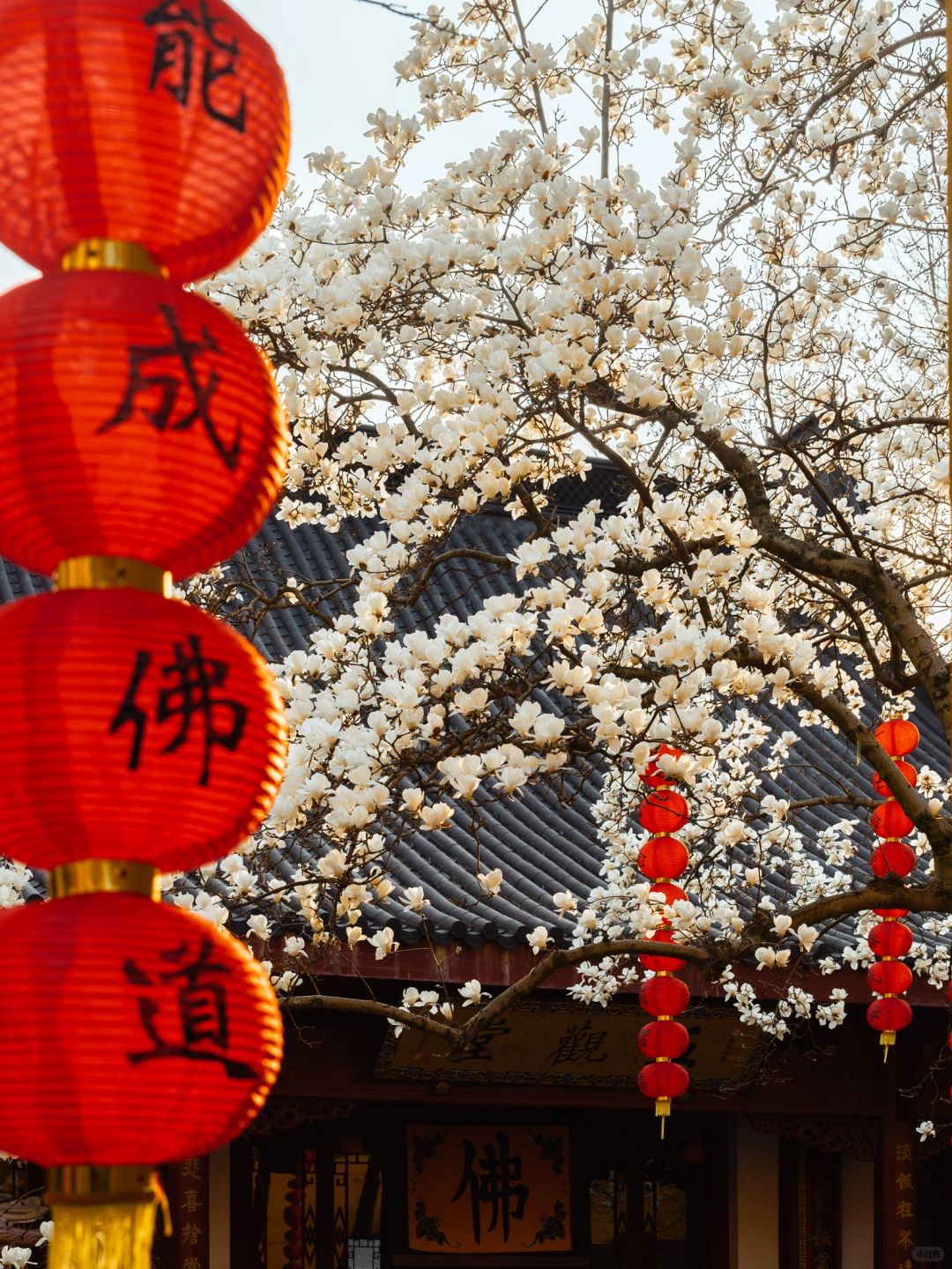 错过要再等一年，法喜寺500年的玉兰快开了‼️