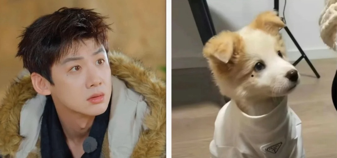 这也太像怀柔王子回归！这张狗塑天才图真是经典永流传！棍儿你看给你白哥打成什么样了