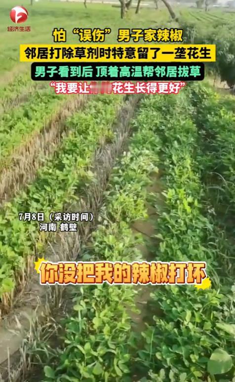 中国好邻居！河南鹤壁一男子去地里面看辣椒长势，发现邻居给花生地喷洒除草剂，唯独留