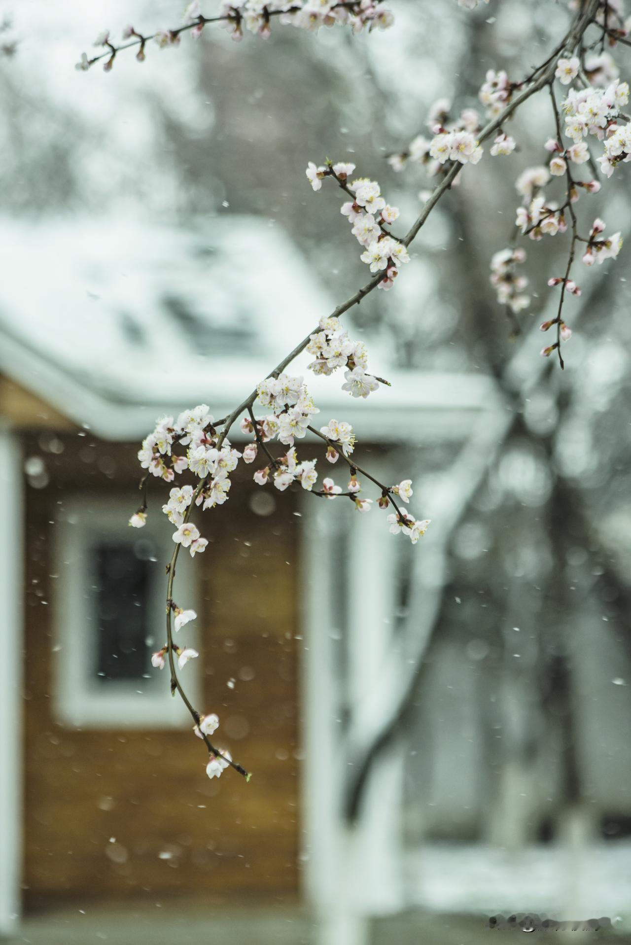 阳春三月，春花如许，院子里杏花似雪。洁白的花瓣在枝头绽放，一场春雪降临，雪花轻柔