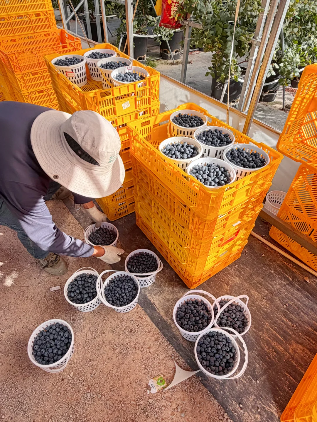 当花香蓝莓降到40多一桶，老粉都是几桶的买！