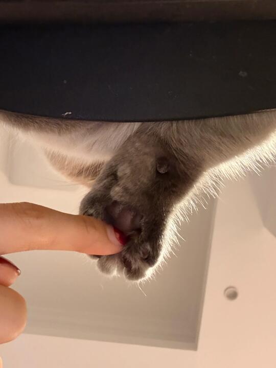 可爱到寒毛都竖起来了